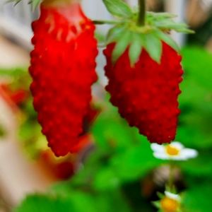 Meet your Posher, Zara